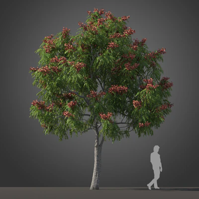 subtropical trees 035 — Descargar