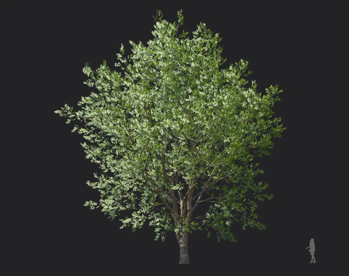celtis koraiensis 005 — Descargar