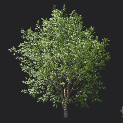 celtis koraiensis 005 — Descargar