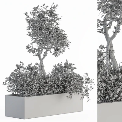 indoor Plant Set 235 - Plant Set in Box — Вид 2