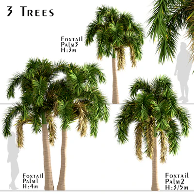 Set of Foxtail Palm Trees (Wodyetia Bifurcata) (3 Trees) — descargar