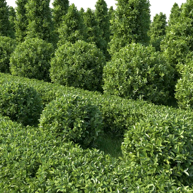 Garden Plant Set 02 Ficus annulata. — Скачать