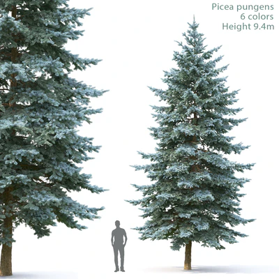 Spruce — Ver 1