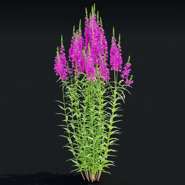 Lythrum salicaria flowers | Lythrum salicaria 2 — Descargar