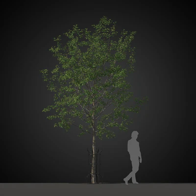 trees 021 — Descargar