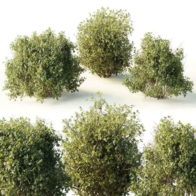 Collection mixed plants bush shrubs set 04 — Descargar