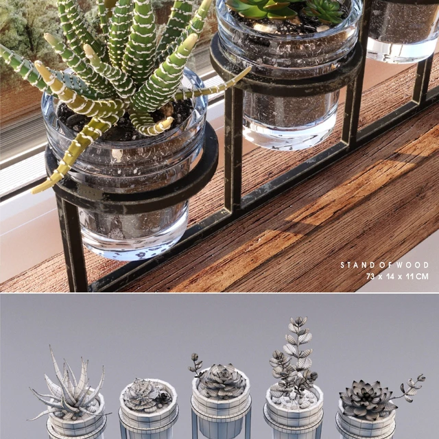 Succulents set — Скачать