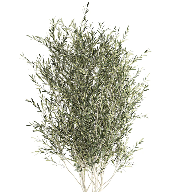 A beautiful little decorative olive tree in a wicker basket. Set 651. — Descargar