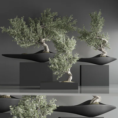 indoor plant bonsai set 29 — Вид 4