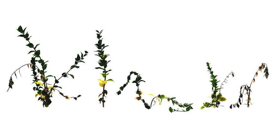 boxwood 002 — Download