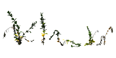boxwood 002 — Download
