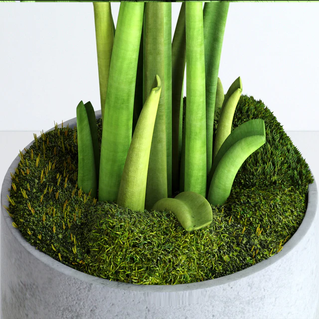 Banana tree with moss — Descargar