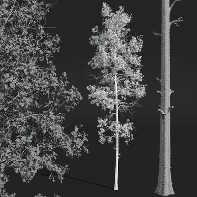 New Plant High detail Populus Tremuloides 2trees — Ver 2