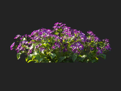 pericallis x hybrida 005 — download