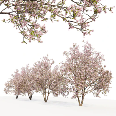 Prunus sargentii — Вид 3