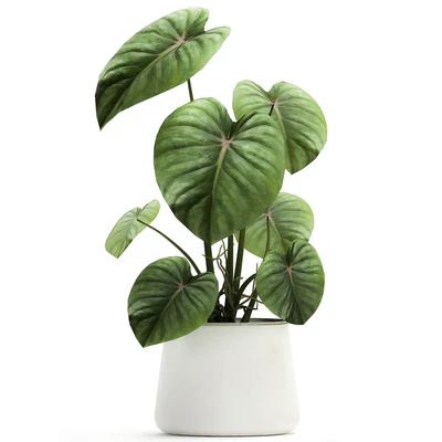 Exotic small flower Anthurium crystal in a white pot flowerbed, Philodendron. Set 890. — Ver 2