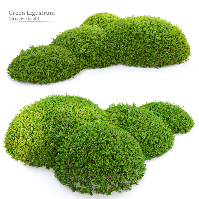 Green Ligustrum — Скачать