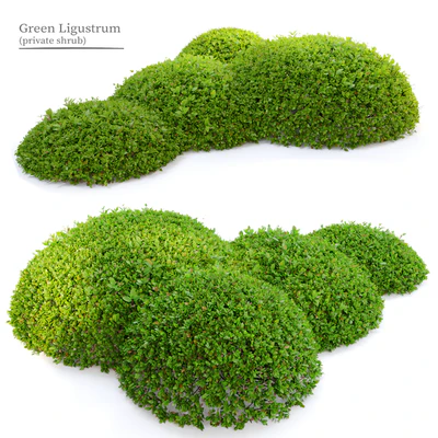 Green Ligustrum — Вид 1