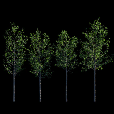 Young trees — Ver 1
