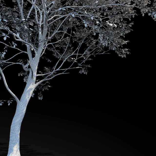 Elm (Elm) 8 m — Descargar