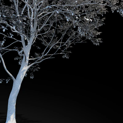 Elm (Elm) 8 m — Ver 2