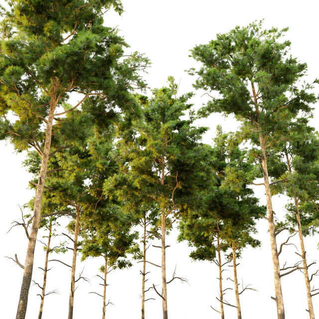 Pine tree 9 — Скачать