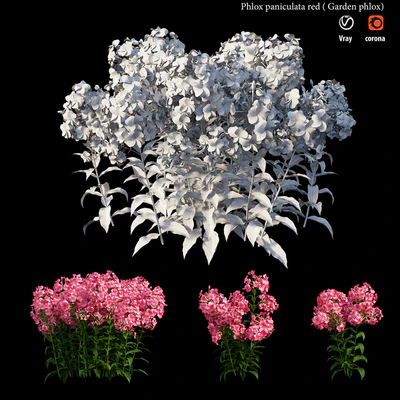 Phlox paniculata red — Ver 2