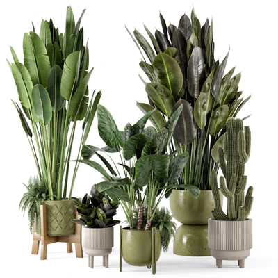 Indoor Plants in Standing Legs Small Bowl Concrete Pot - Set 563 — Ver 1