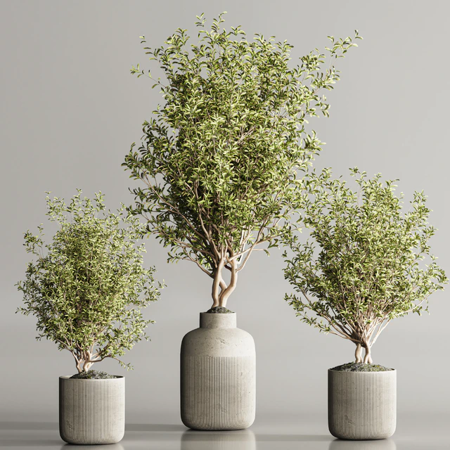 Indoor Plant Set 107 — Descargar