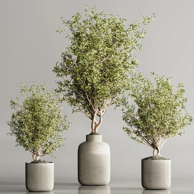 Indoor Plant Set 107 — Ver 3