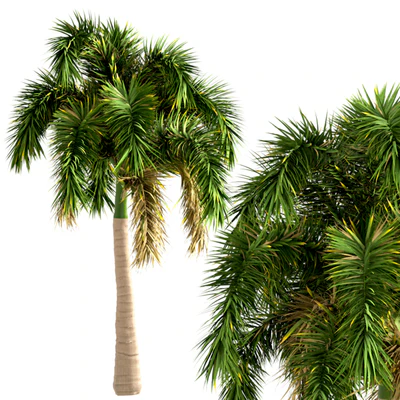 Set of Foxtail Palm Trees (Wodyetia Bifurcata) (3 Trees) — Ver 2