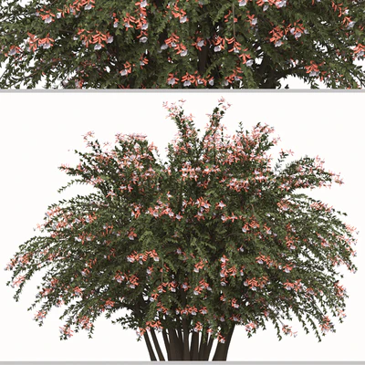 Set of Abelia grandiflora Plants (Pearl Acacia) (3 Shrubs) — Ver 4