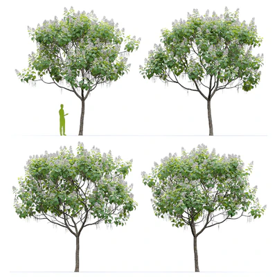Catalpa #1 — Ver 2