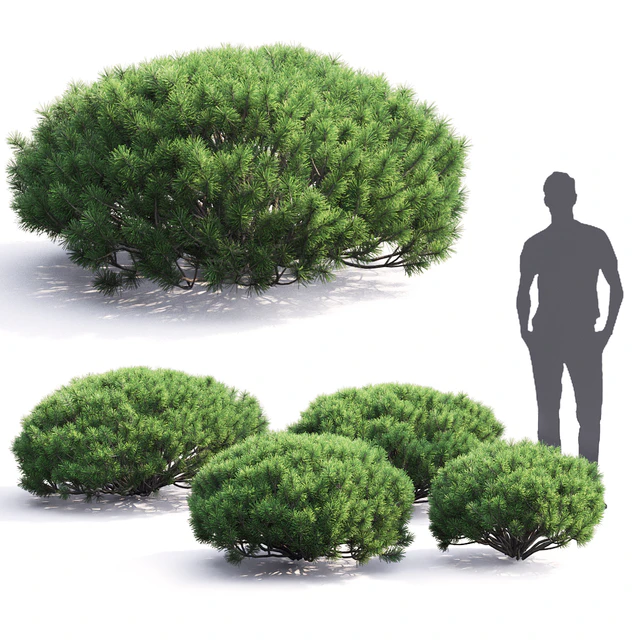 Pinus Mugo — Скачать