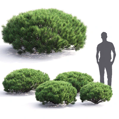 Pinus Mugo — Вид 2