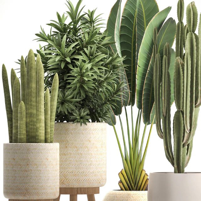Collection of plants 320. White basket, dracaena, ravenala, banana, cereus, cactus, sansevieria, interior, indoor, Scandinavian style, strelitzia — Descargar