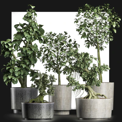 Plants Collection 199 Sageretia Theezans — Вид 2
