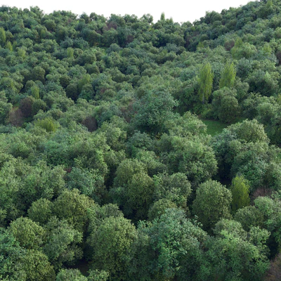 Mixed summer forest — descargar