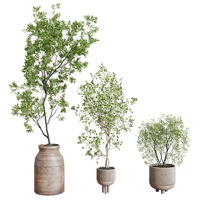 collection indoor plant 456 wooden old and concrete vase — Ver 2