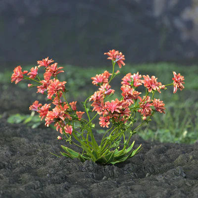 garden flowers 017 — Скачать
