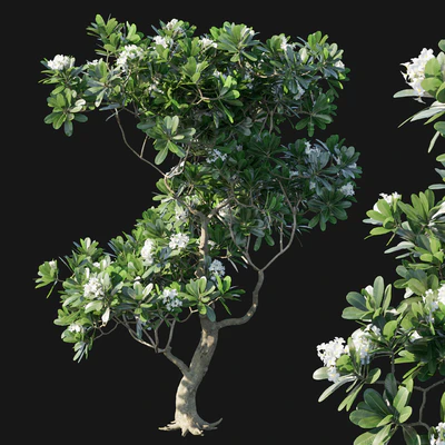 Obtusa 02 — Ver 1