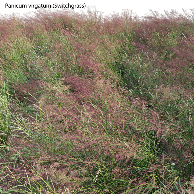 Panicum virgatum (Switchgrass) — Descargar