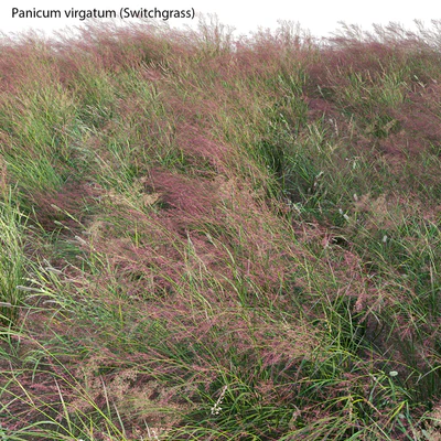 Panicum virgatum (Switchgrass) — Ver 2