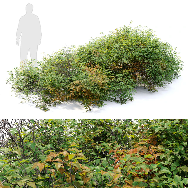 bush 022 — Descargar