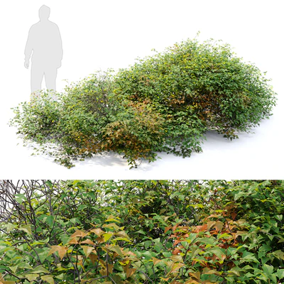 bush 022 — Ver 1
