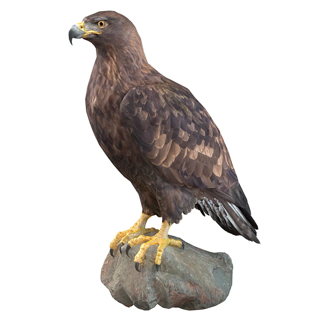 Golden eagle — Descargar