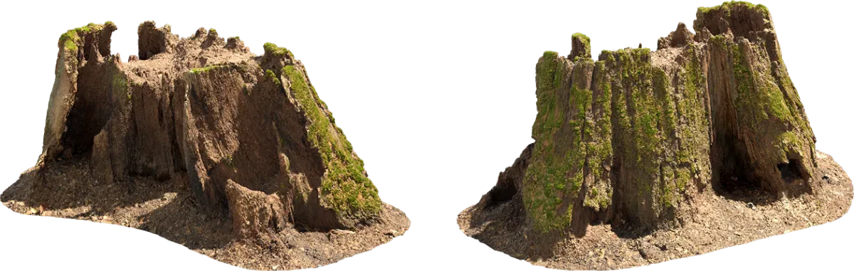 old tree stump 001 — Descargar