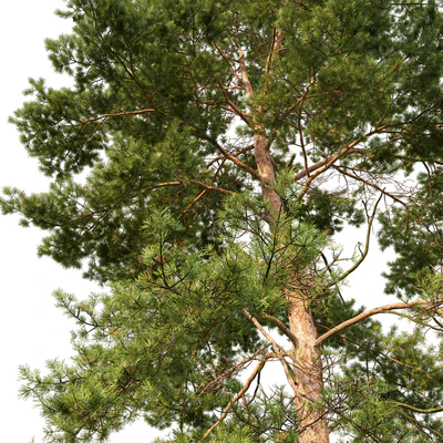 Pine — Вид 2