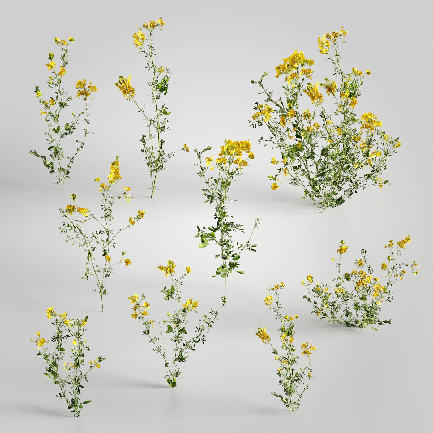 plants and weeds 003 — Descargar