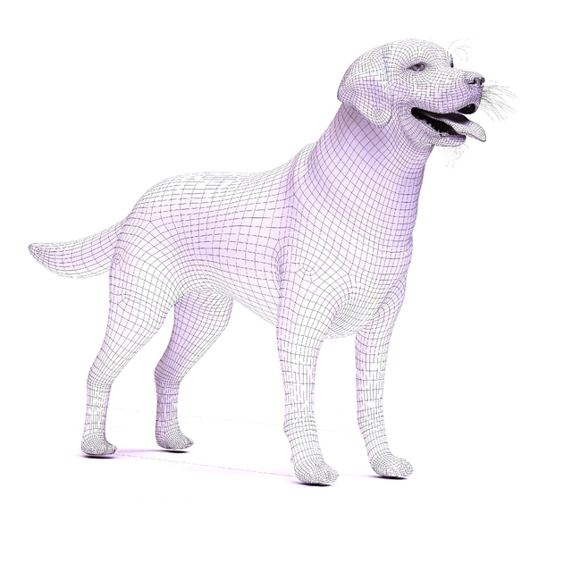 Golden retriever — Descargar